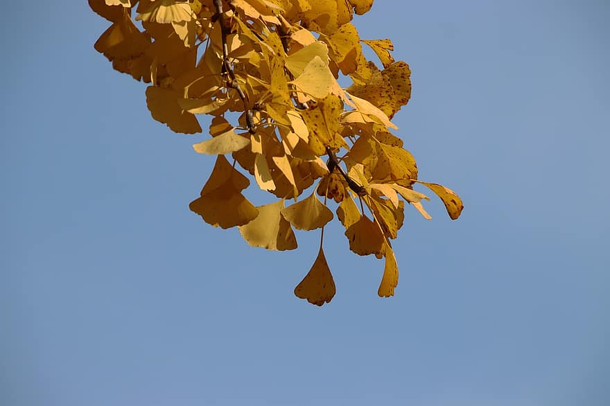 은행 나무 잎, 이파리, 분기, 가을, 자연