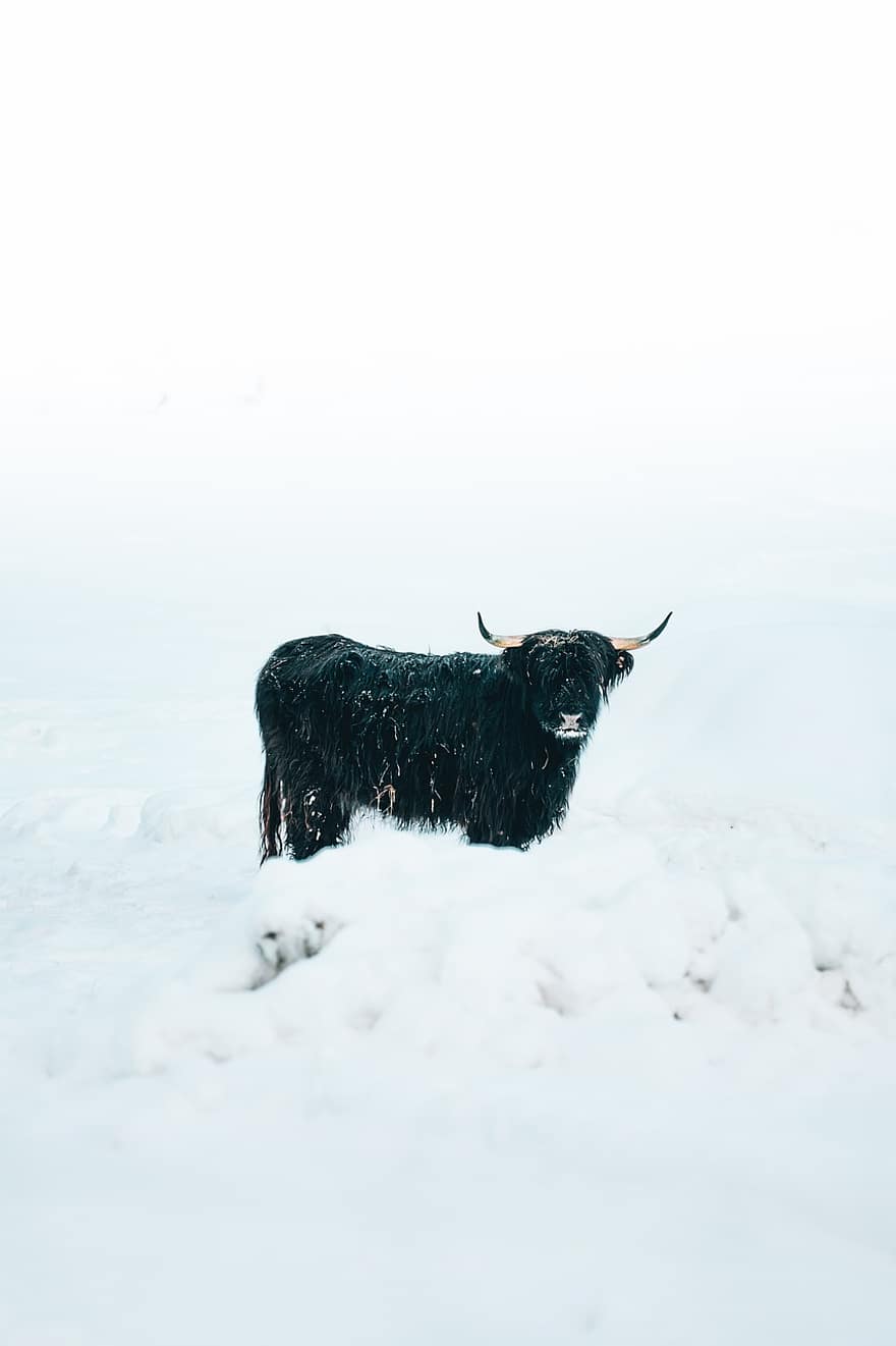 планински говеда, крава, зима, сняг, животно, добитък, високопланинска крава, бозайник, студ, снежна преспа, природа