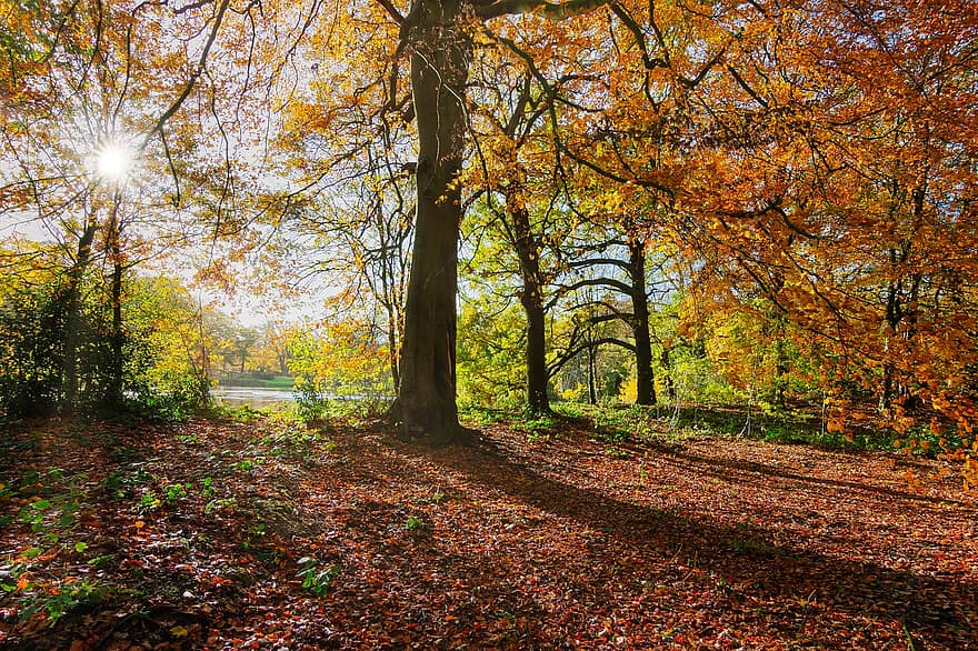 слънчева светлина, падане, есен, есенно слънце, горски разходки, Йоркшир, ниско слънце, светлина, идиличен, селски, околност