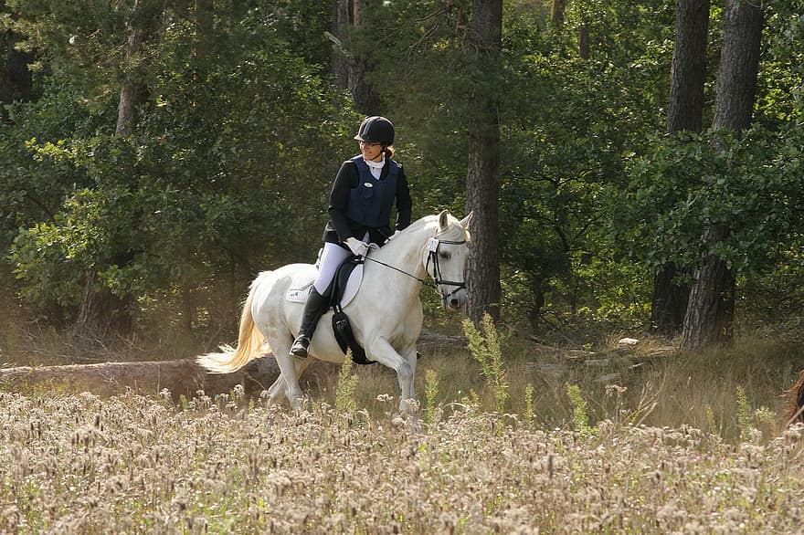 Horse, Horseback Riding, Horseback Rider, Saddle Horse, Riding Horse, White Horse, Equestrian, Happiness, Leisure, Activity, Sport