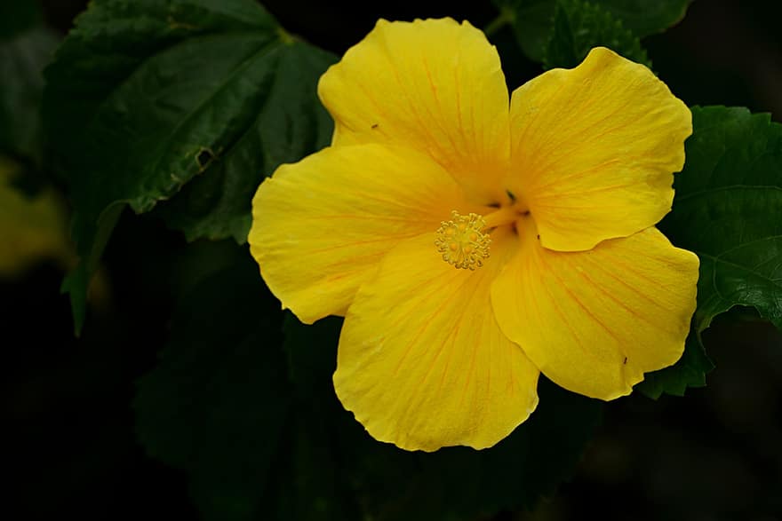 ชบา, ดอกไม้, ชบาสีเหลือง, กลีบดอก, กลีบดอกสีเหลือง, เบ่งบาน, ดอก, ปลูก, พฤกษา, ธรรมชาติ, ใบไม้