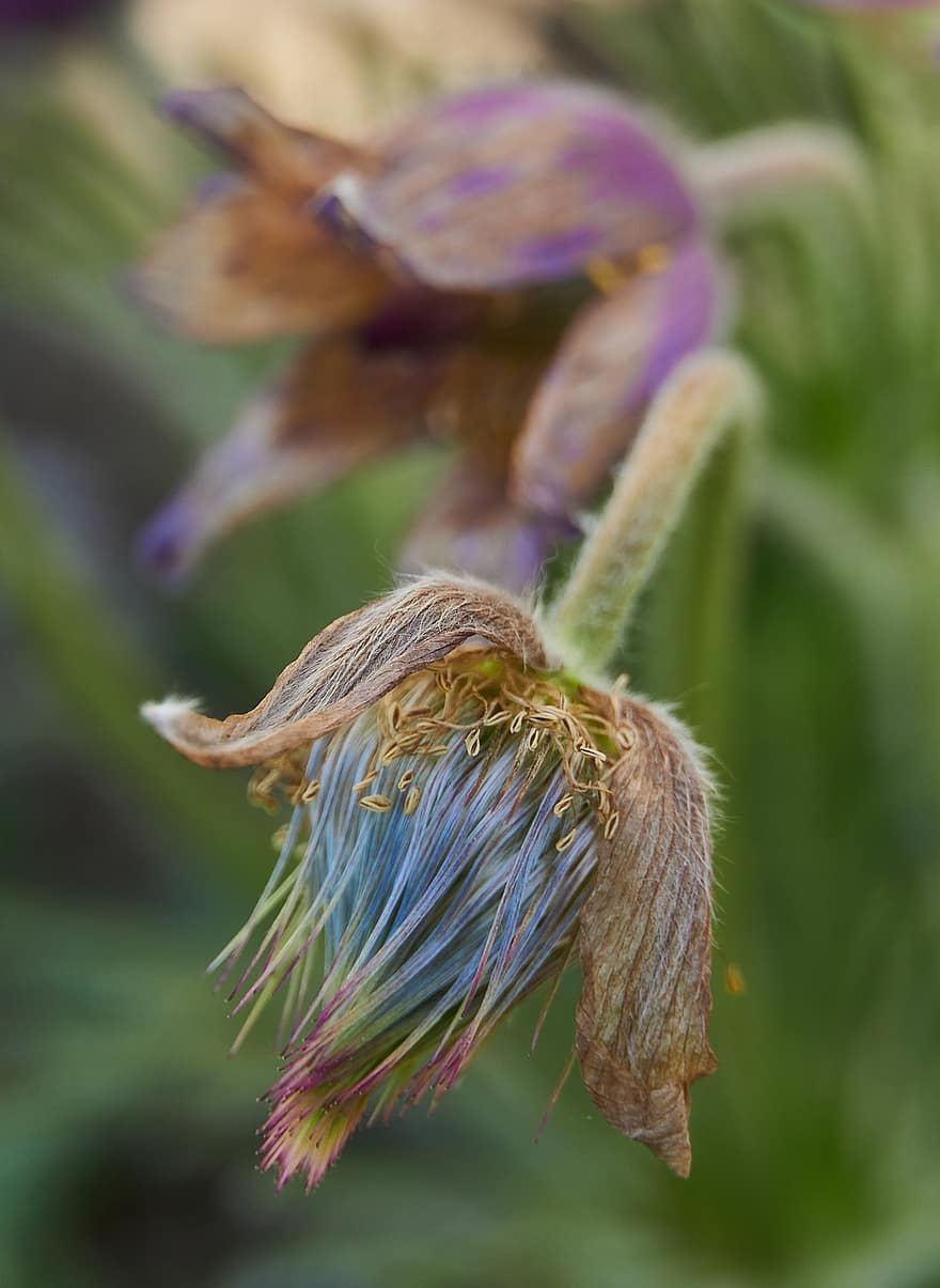 Plant, Flora, Blossom, Bloom, Faded, Pasque Flower, Spring, close-up, green color, leaf, macro