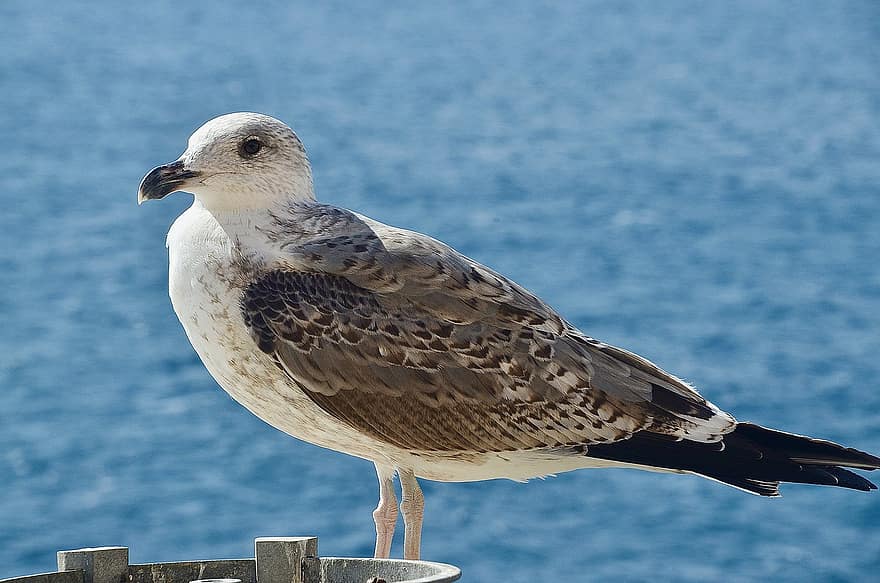 Seagull, Bird, Animal, Perched, Gull, Seabird, Wildlife, Feathers, Plumage, Beak, Sea