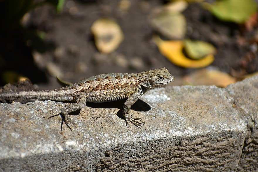 Lizard, Western Fence Lizard, Reptile, Ground, Leaves, Patio