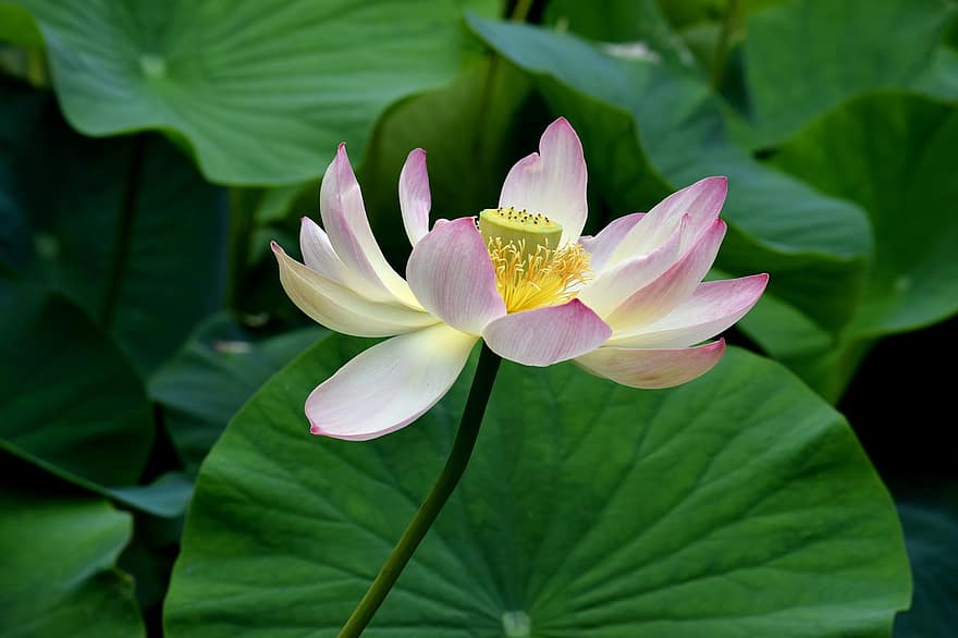 lotus, blomma, kronblad, lotusblad, Lotus blomma, flora, vattenväxter, växter, natur, närbild