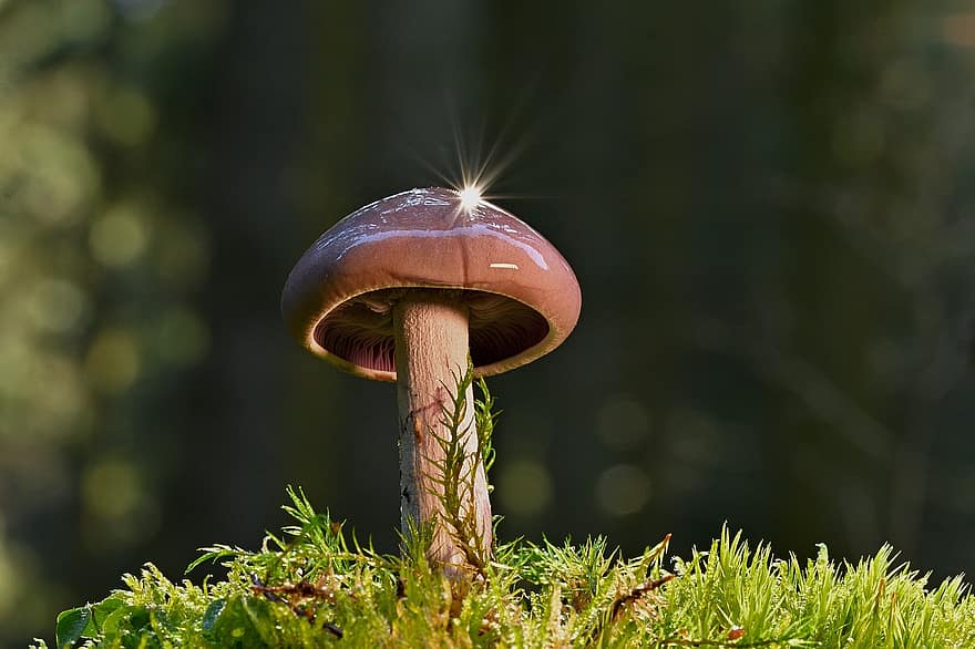 mushroom, growth, edible