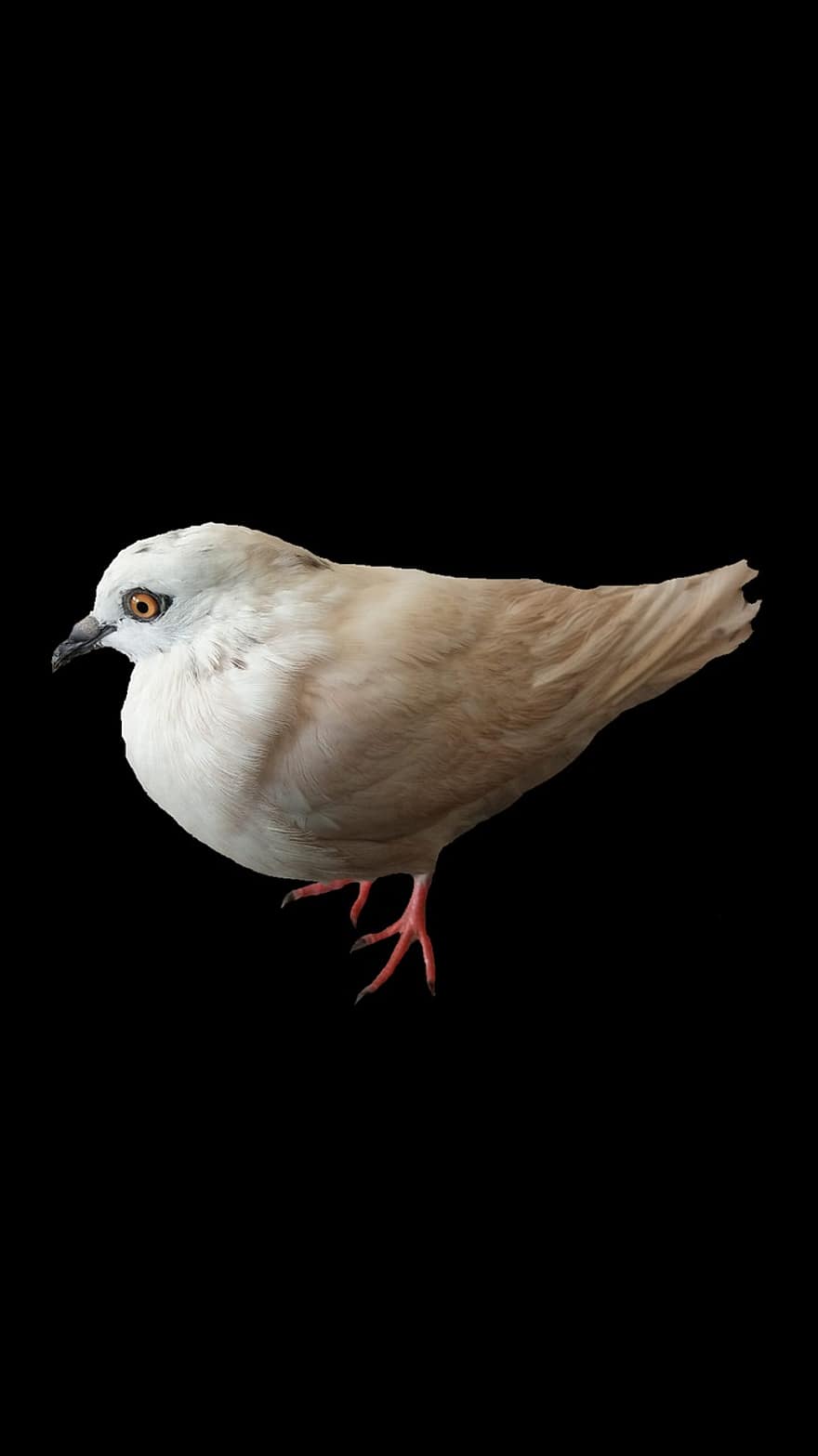 Dove, Bird, Animal, Feathers, White Bird, Plumage, Beak, Bill, Bird Watching, Ornithology, Animal World