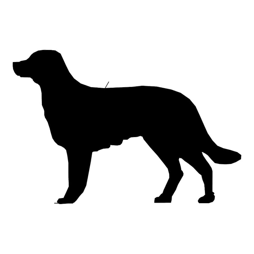 hond, laboratorium, tekening, schetsen, ras, wit, sterk, zwart, sterkte, loyaliteit, werkend