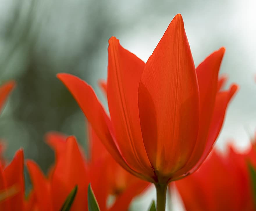 tulipan, rød, blomst, blomstre, vår, anlegg, flora, lys, nærbilde, skygge