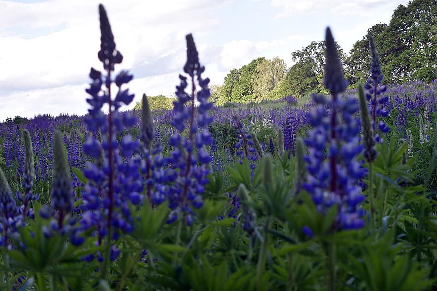 люпин, поле, весна, Виолетта, цветок, синий, цветы, зеленый, пейзаж, пурпурный, луг