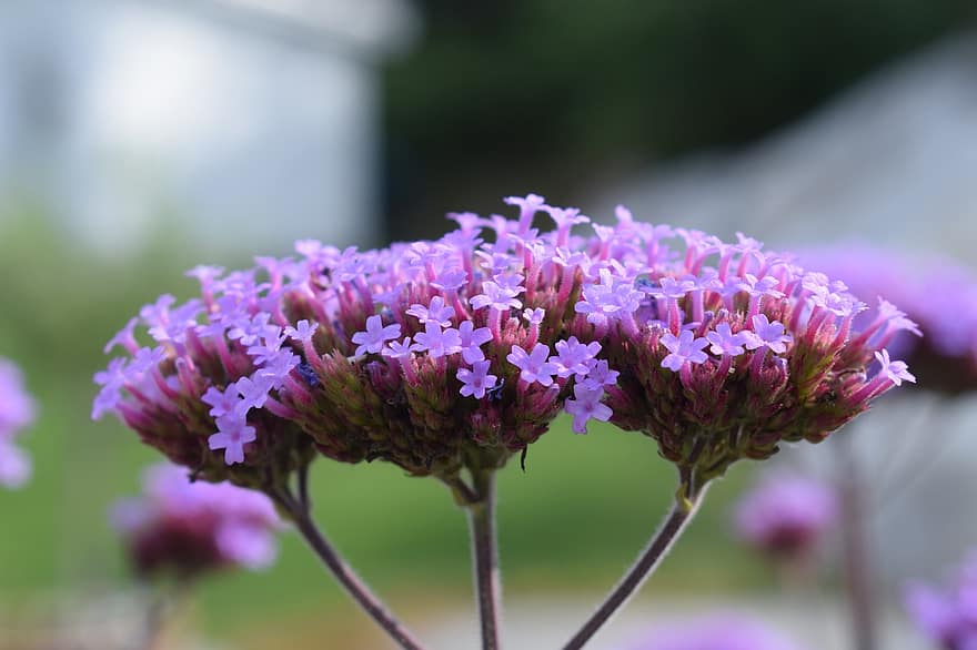 purpletop vervain, verbena, natur, lilla blomster, blomst, blomstre, flora, floriculture, hagebruk, anlegg