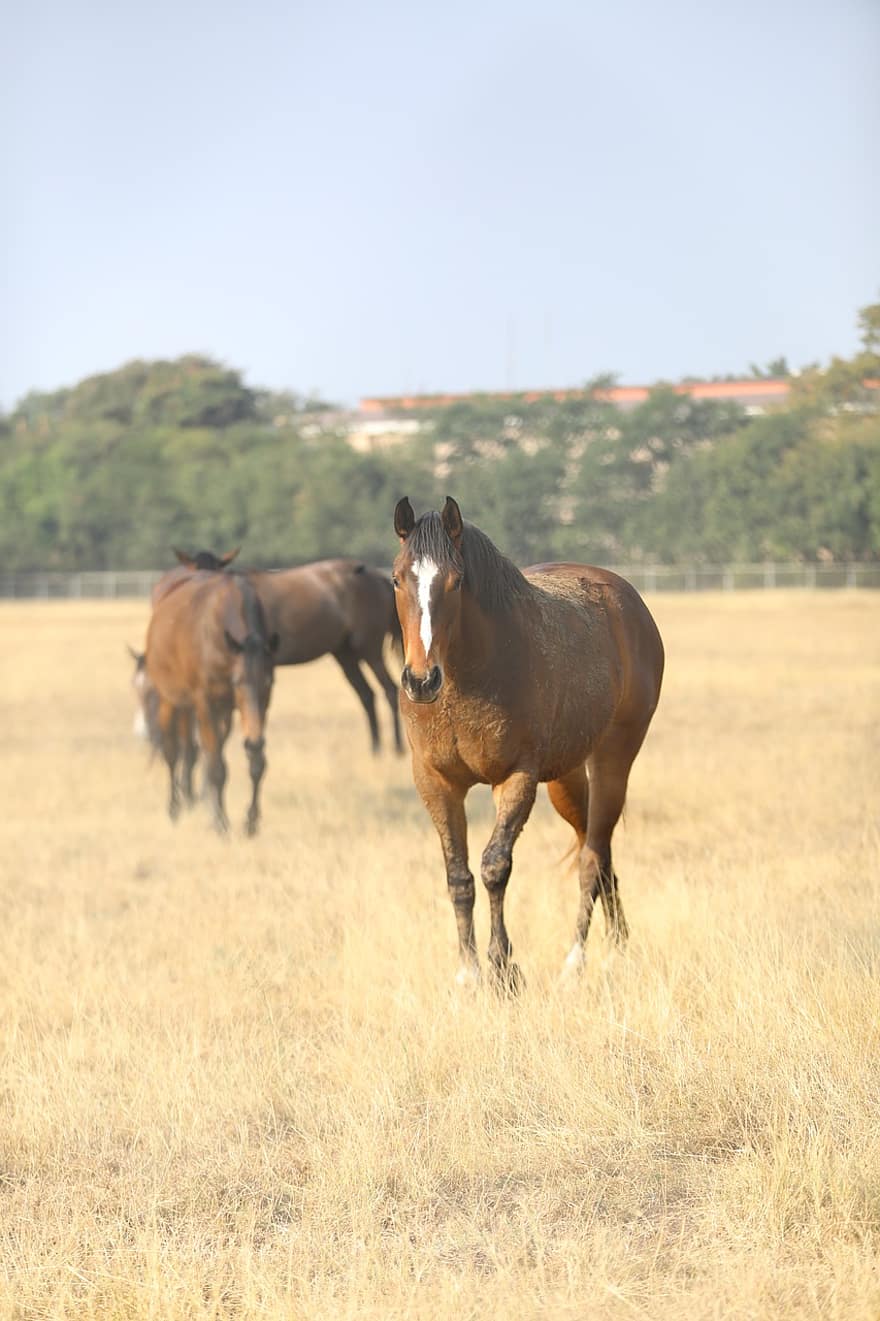 Horse, Equine, Questrian, Field, Pasture, Horse Head, Animal, Brown Horse, farm, rural scene, meadow