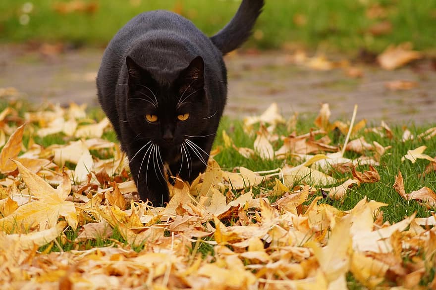 macska, házi kedvenc, levelek, fekete macska, állat, belföldi, macskaféle, emlős, őszi levelek, esik, ősz
