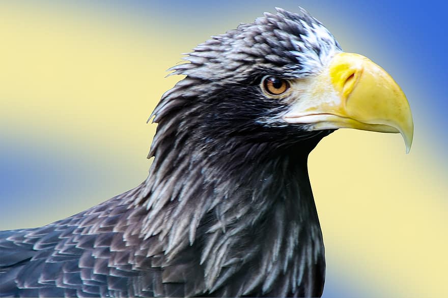 hvid-tailed eagle, ørn, fugl, dyr, rovfugl, raptor, dyreliv, næb, rovdyr, fjerdragt, fjer