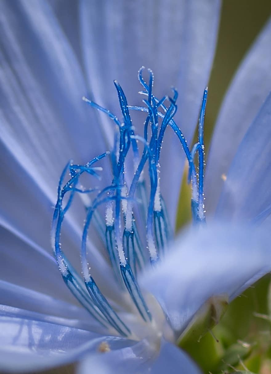 цвете на цикория, синьо цвете, тичинките, цвят, разцвет, флора