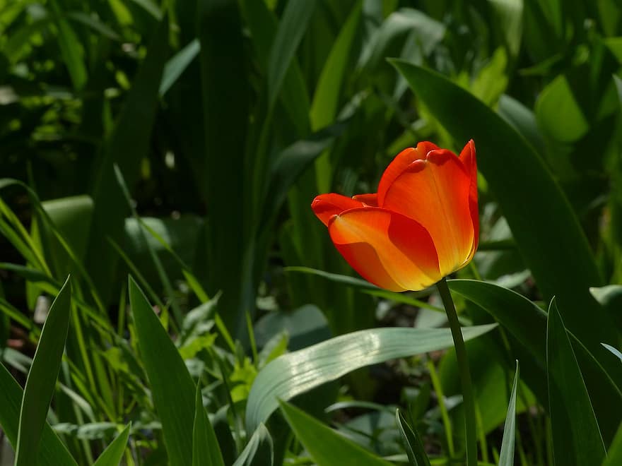 tulipan, blomst, blade, rød tulipan, rød blomst, blomstre, flor, flora, forår, have, natur