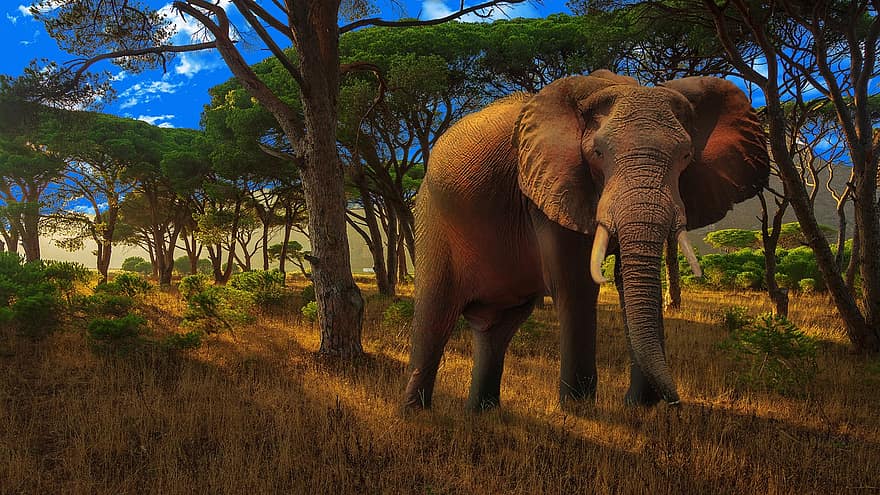 slon, les, stromy, nebe, stíny, Příroda, zvířata ve volné přírodě, safari zvířata, zvířecí kmen, Afrika, strom