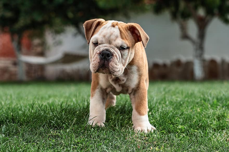 Bulldog Inggris, anjing, anak anjing, manis, menawan, berkembang biak, alam, kepala, hewan, mamalia, membelai