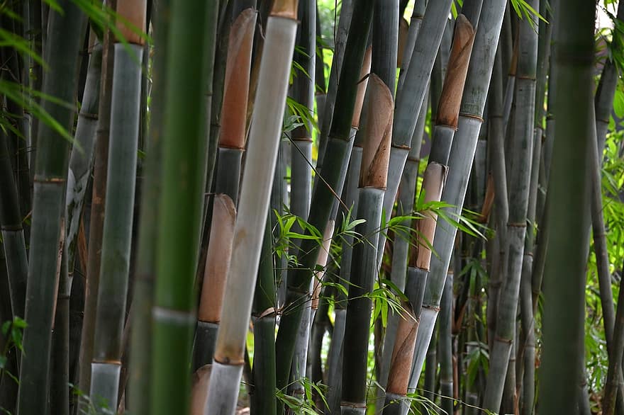 bambusowy las, światło i cień, sceneria, roślina, liść, zielony kolor, bambus, wzrost, zbliżenie, tła, las