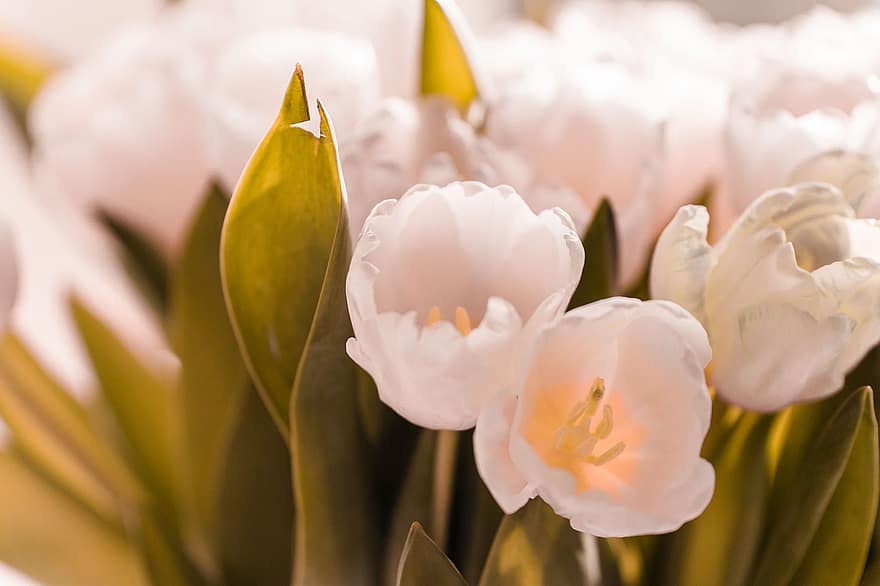 tulpen, bloemen, boeket, witte bloemen, bloeien, fabriek, natuur, de lente