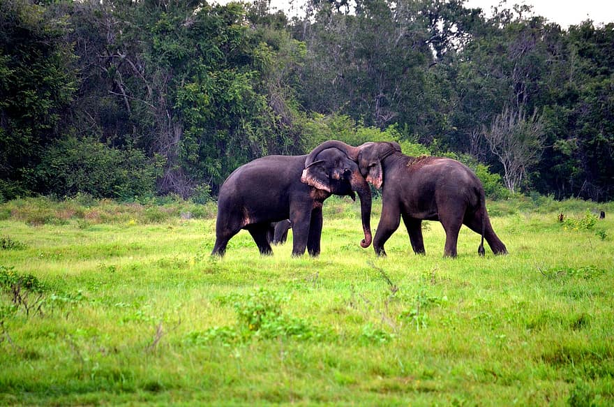 les éléphants, animaux, safari, mammifères, pachyderme, herbivores, faune, champ, herbe, la nature