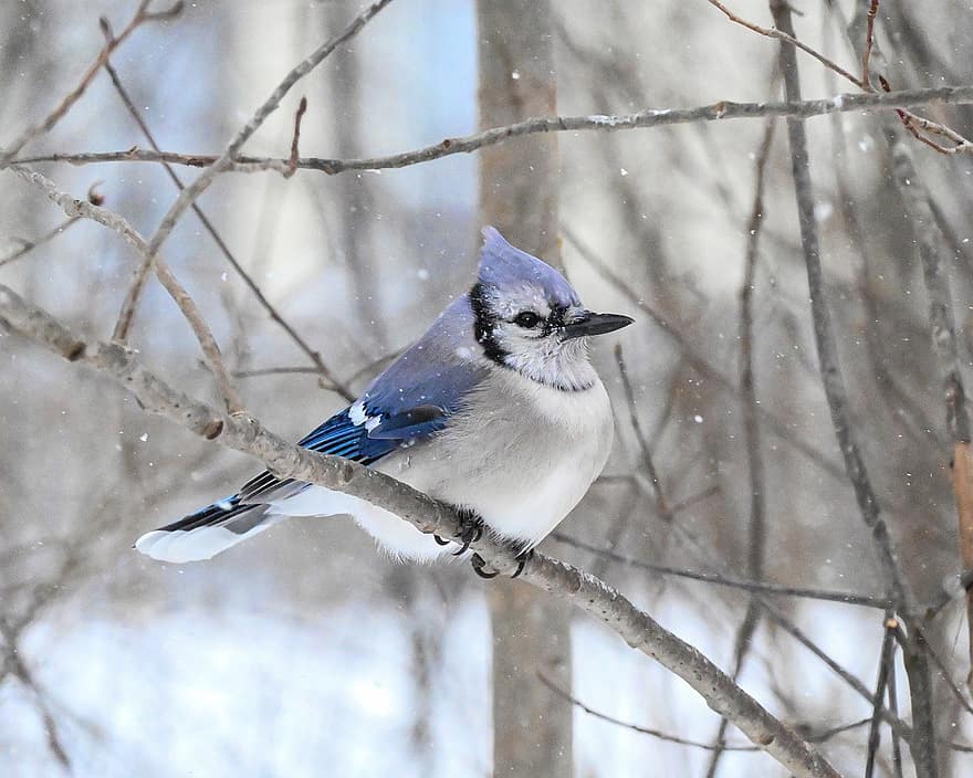 pták, bluejay, peří, modrý pták, sníh, zimní, zvířata ve volné přírodě, zobák, Pírko, větev, detail