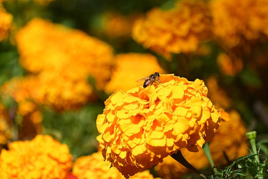 ดอกไม้, ดอกดาวเรือง, ดอกสีเหลือง, ธรรมชาติ, ดอก, ไม้ดอกไม้ประดับ, สวน, แมโคร, สีเหลือง, ฤดูร้อน, ใกล้ชิด