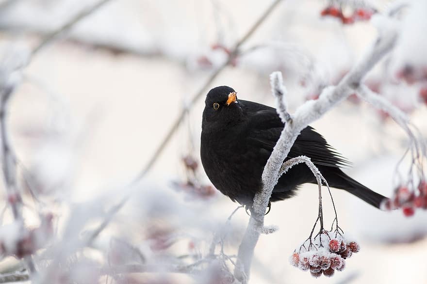 κότσυφας, πουλί, σκαρφαλωμένο, σκαρφαλωμένο πουλί, μαύρα φτερά, φτερά, χιονώδης, πάχνη, χειμερινός, χειμώνας, ave