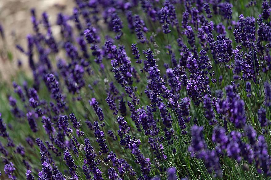 lavender, lavandula, lamiaceae, bidang lavender, musim panas, menanam, berkembang, padang rumput, hijau, mekar, kelopak