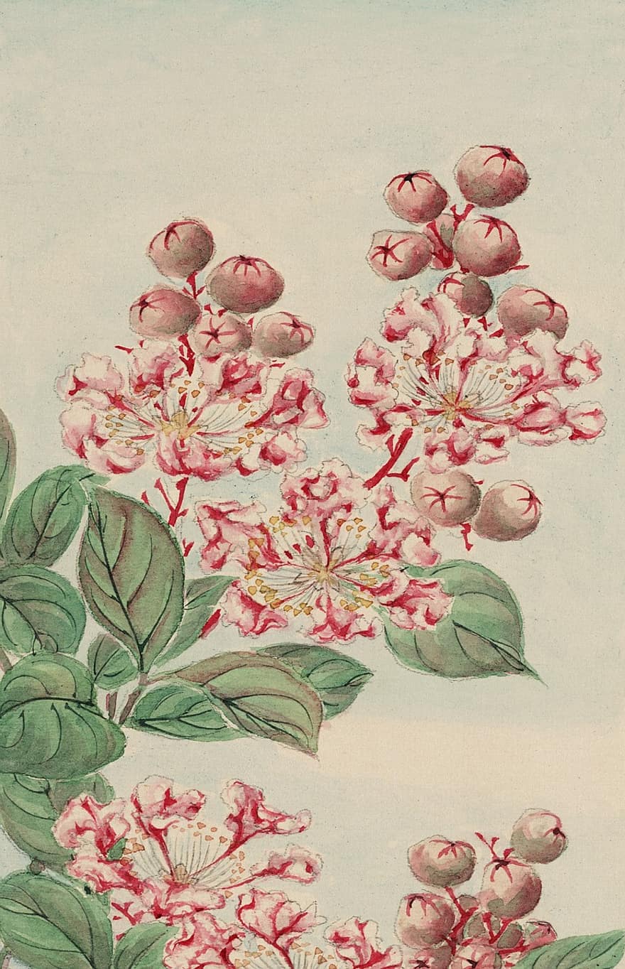 Vintage, Watercolour, Watercolor, Painting, Print, Painted, Art, Japanese, Plants, Nature, Botany