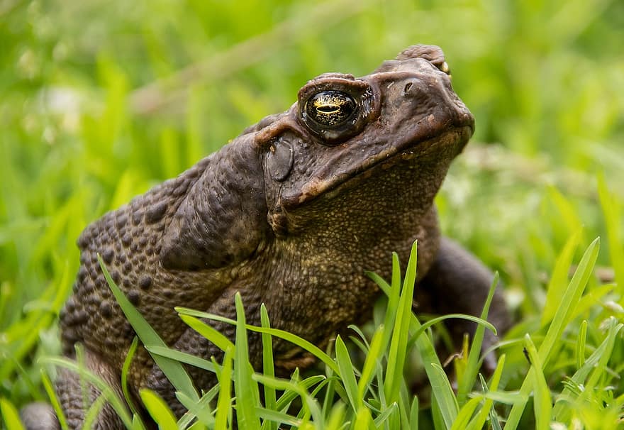 Cane Toad, Toad, Amphibian, Giant Neotropical Toad, Marine Toad, Giant Toad, Bufo Toad, Large Toad, Poisonous Toad, Rhinella Marina
