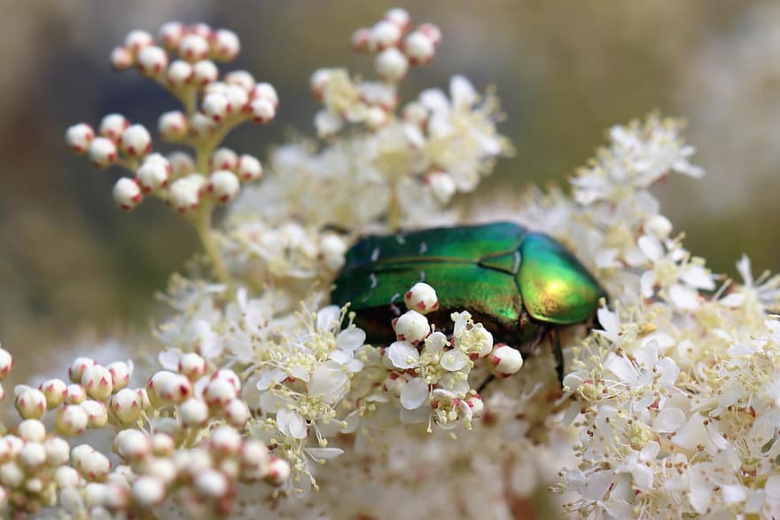 escarabajo chafer rosa, escarabajo, las flores, escarabajo rosa, insecto, reina de los prados, Flores blancas, planta, jardín, naturaleza