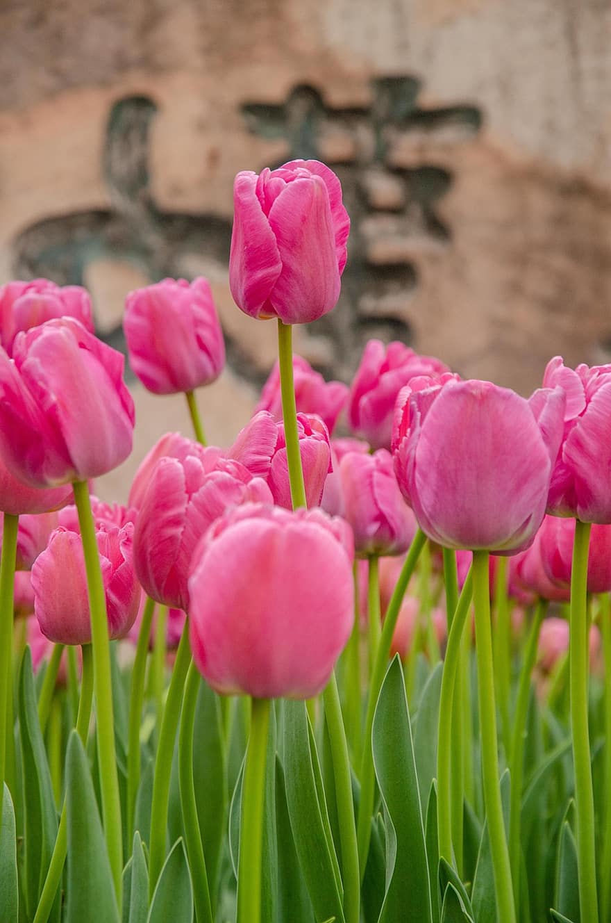 blomster, tulipaner, flor, blomstre, botanik, plante, vækst, natur, tulipan, blomst, blomsterhoved
