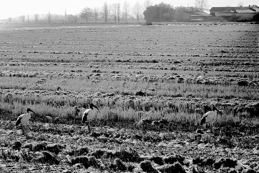 Field, Agriculture, Monochrome, Rural, Outdoors, Campo Arato, Uccelli