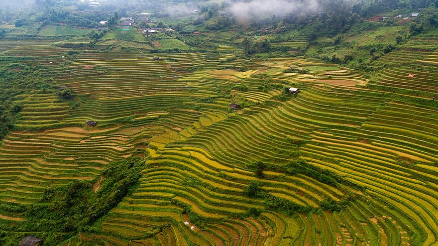 terraços, Fazenda, panorama, arroz, arrozal, agricultura, campo, plantação, rural, terra, montanhas