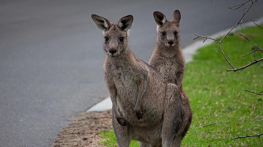 kenguruer, Australia, pungdyr, dyreliv, søt, gress, pels, dyr i naturen, ungt dyr, nærbilde, fokusere på forgrunnen