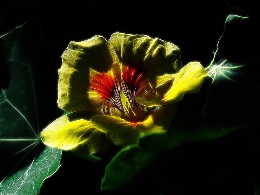 настурция, Fractalius, лекарственное растение, инк кресс, салатный цветок, индийский кресс, цветок каперсов, съедобный, желтый цветок, дикий травяной цветок, природа