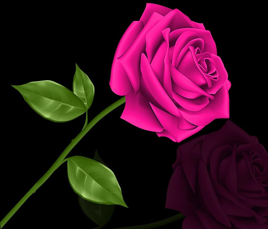 gėlė, augalų, lapai, rosa, meilė, juodas fonas, rožinė violetinė, pavasaris