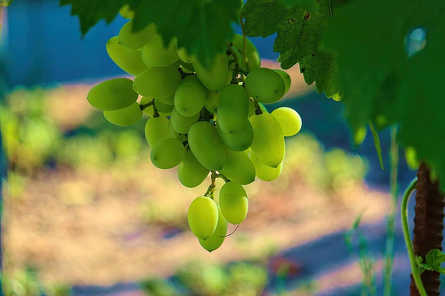 anggur, buah-buahan, makanan, segar, sehat, matang, organik, manis, menghasilkan, anggur hijau, Daun-daun