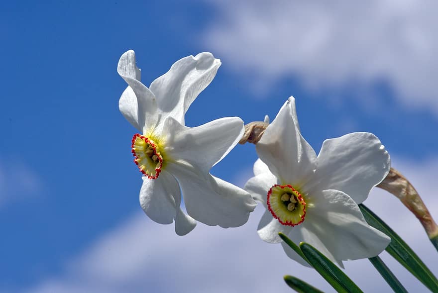 ดอกนาซิสซัส, Narcissus ของกวี, ดอกไม้, ดอกสีขาว, ฤดูใบไม้ผลิ, ดอกแดฟโฟดิลของกวี, ดอก, ดอกไม้ป่า, ขาว, พฤกษา, คู่