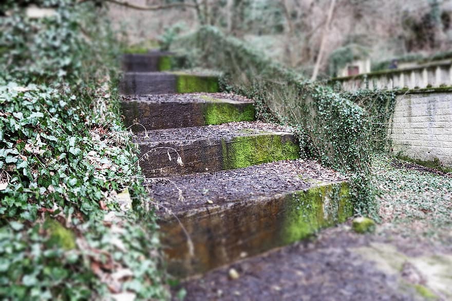 passos, natureza, caminho, hera, musgo, escadas, Escadaria, cor verde, trilha, grama, plantar