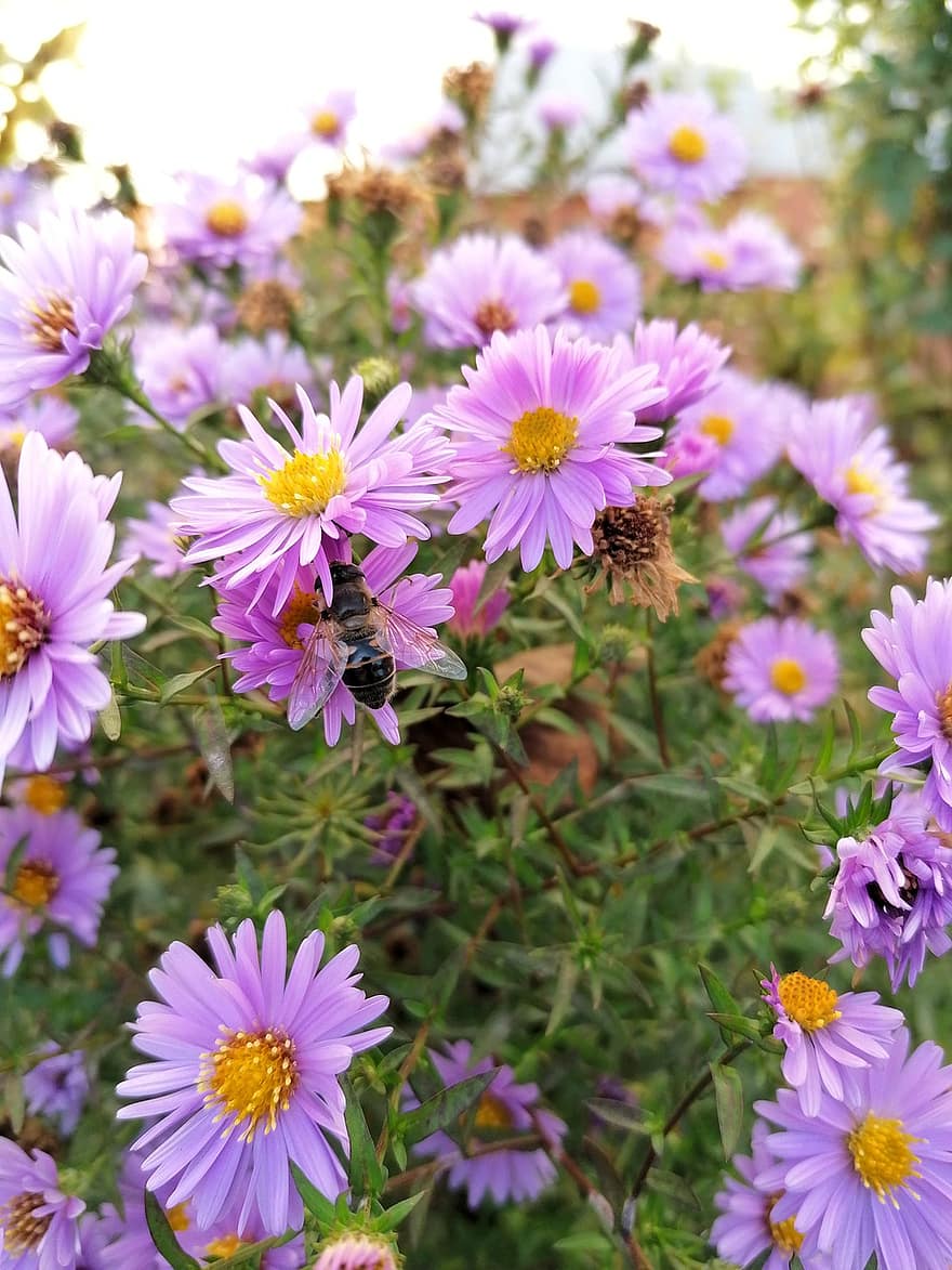 astrar, rosa blommor, bi, trädgård, pollinering, kronblad, rosa kronblad, blomma, insekt, växter, flora