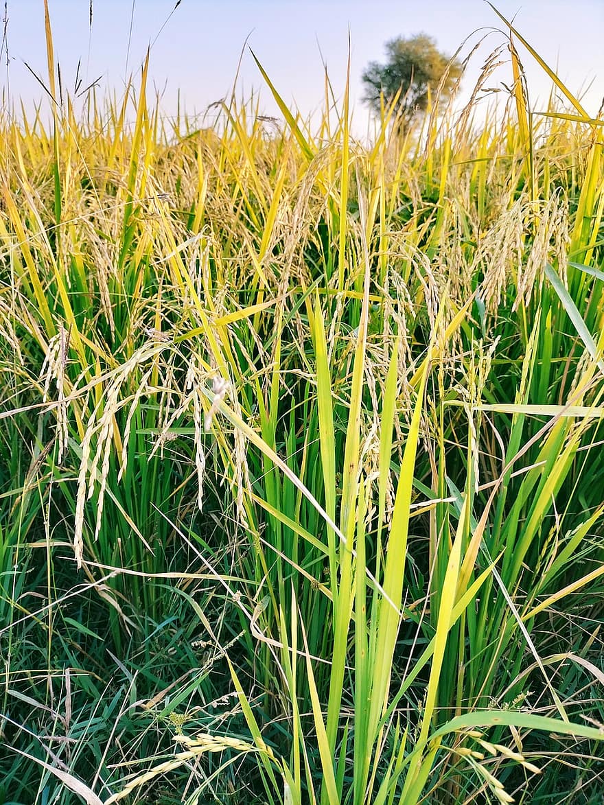 rýže, Příroda, pole, zemědělství, tráva, rostlina, růst, pozadí, hospodařit, venkovské scény, list