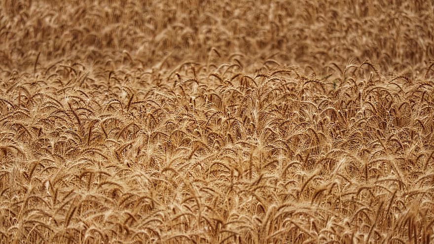 пшеница, култури, поле, обработваема земя, ферма, земеделска земя, околност, селски