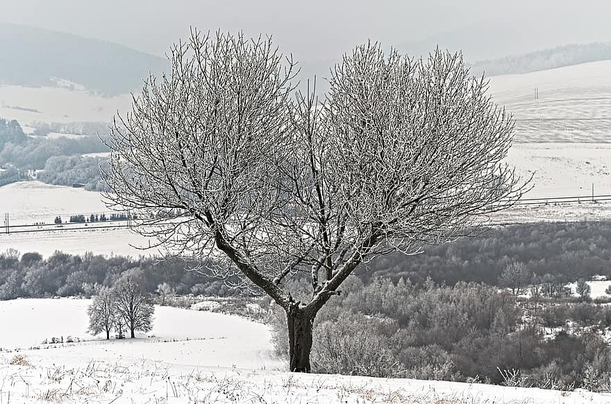 Baum, Hügel, Winter, Nebel, Schnee, Frost, Eis, gefroren, kalt, winterlich, schneebedeckt