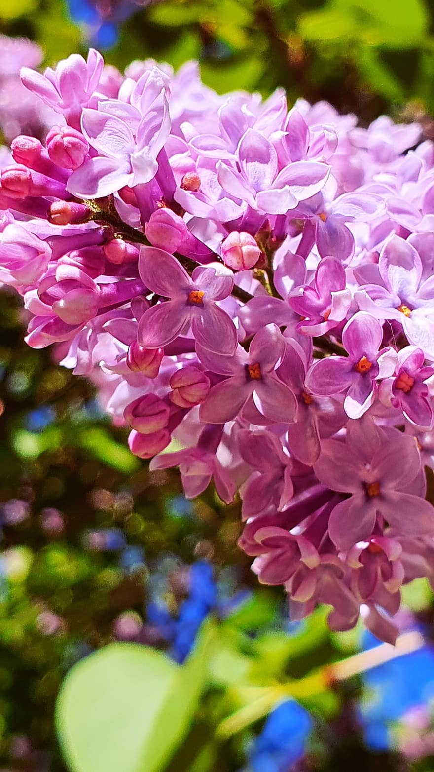 сирень, цветы, фиолетовые цветы, лепестки, фиолетовые лепестки, цветение, цвести, Флора, соцветие, сад, растения