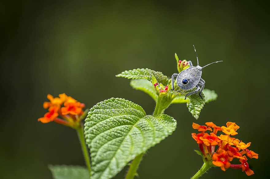 Insect, Lantana, True Bug, Garden, Close Up, Wildlife, Nature