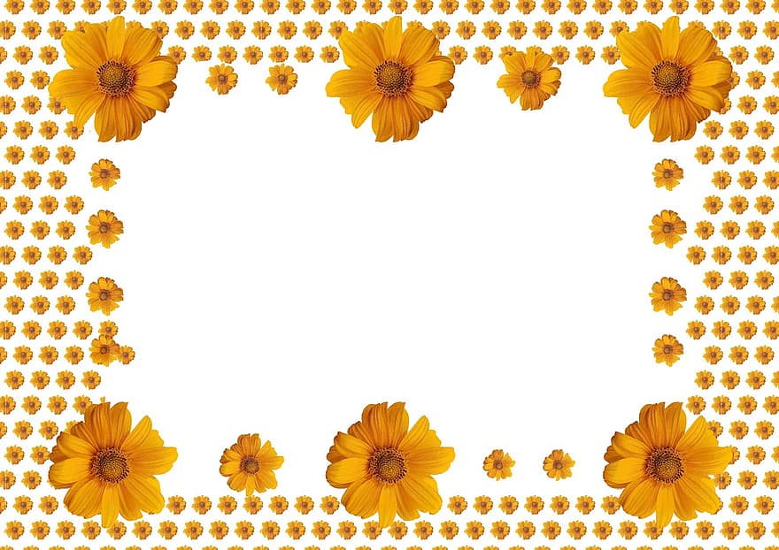 hoa hướng dương, khung ảnh, trên nền trắng, Khung màu cam