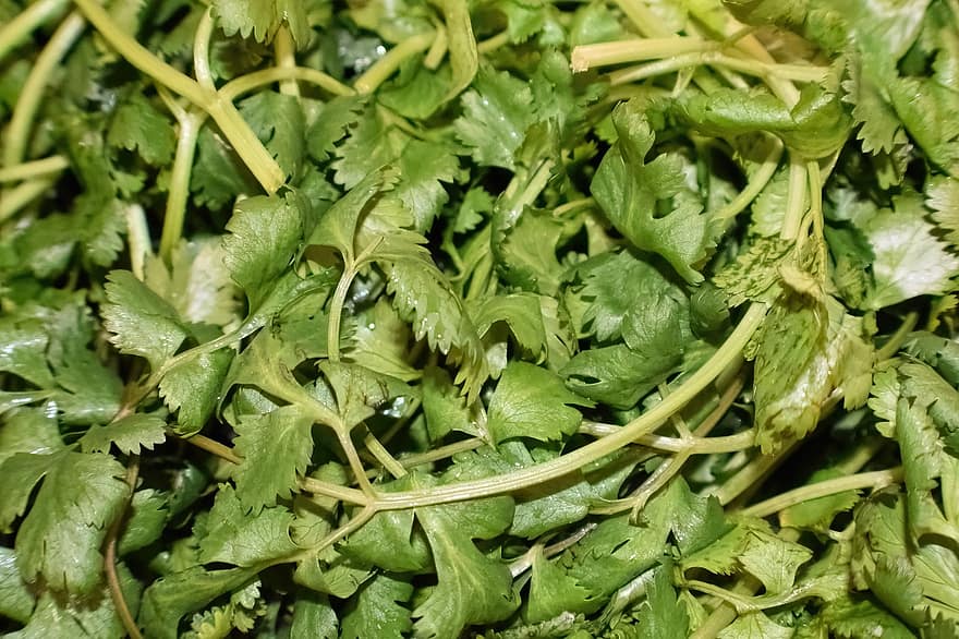 Cilantro, Coriander, Leaves, Vegetable, Food, Plant, Ingredient, Raw, Healthy, Salad, Organic