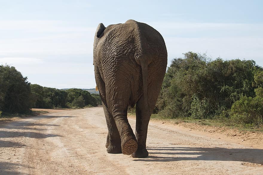 gajah, binatang yg berkulit tebal, jalan, liar, gurun, lima besar, mamalia, hewan